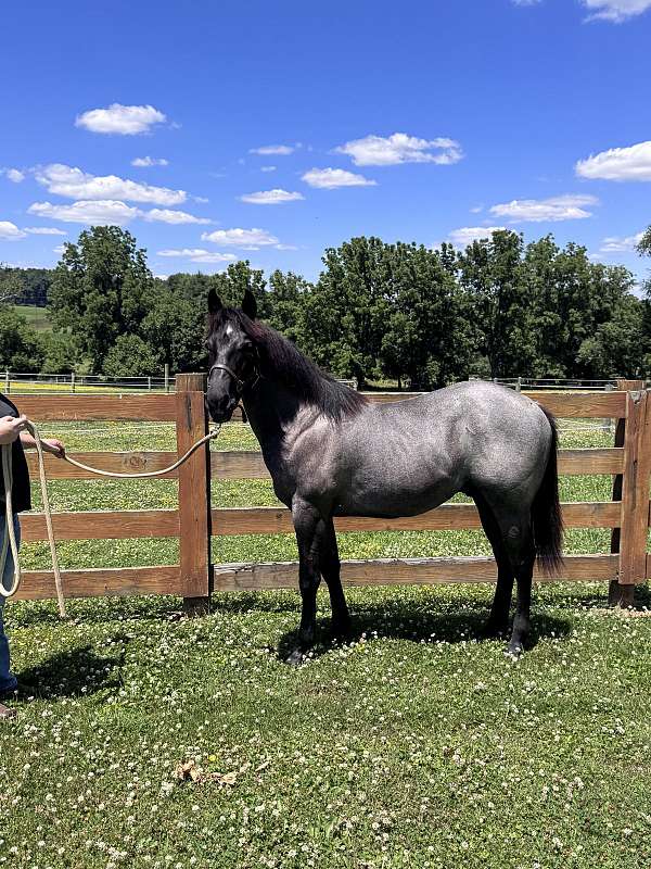 blue-roan-quarter-horse
