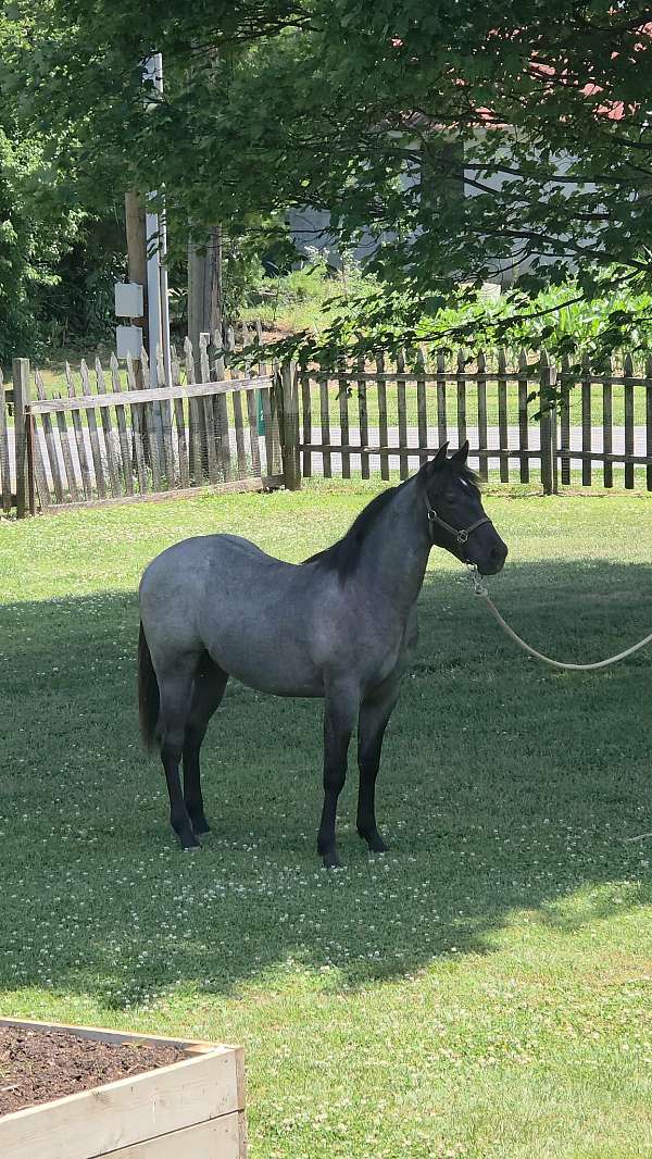 all-around-quarter-horse