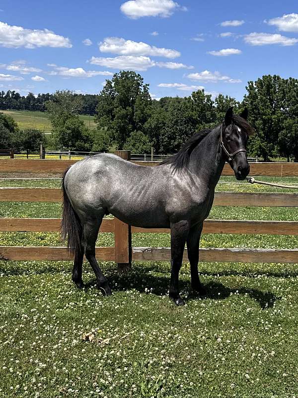 calm-quarter-horse