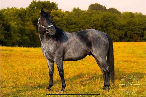 western-dressage-quarter-horse