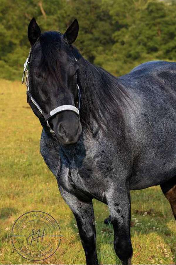western-pleasure-quarter-horse