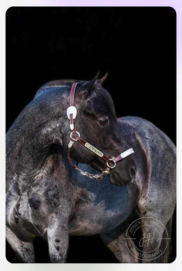 western-riding-quarter-horse