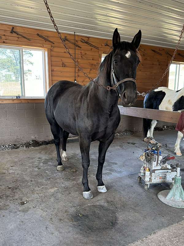 working-cattle-quarter-horse