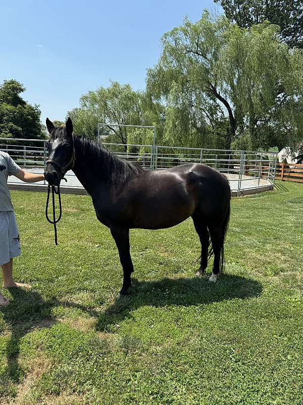 blue-roan-quarter-horse-colt