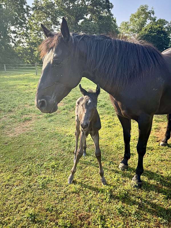 colt-horse