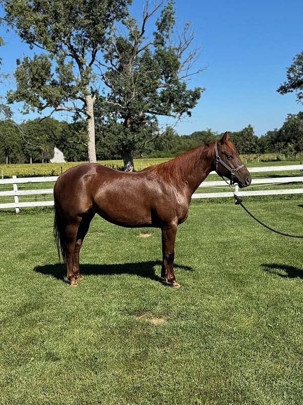 perfect-confirmation-mare