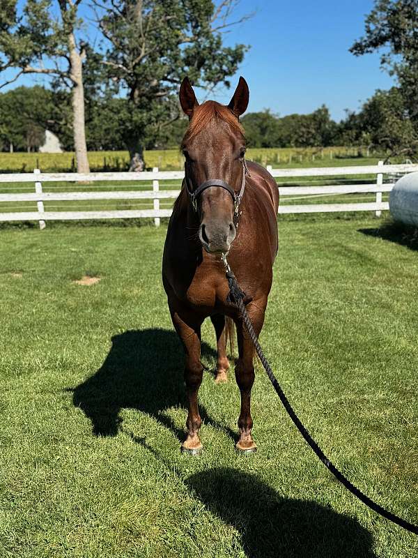 wimpy-mare