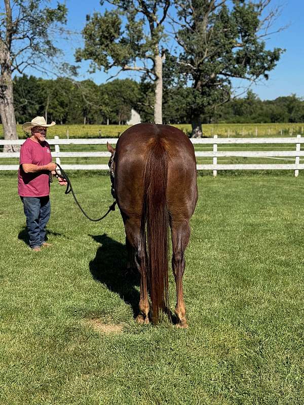 none-horse