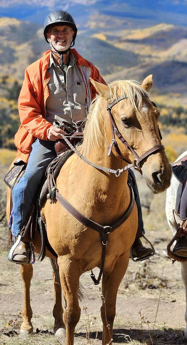 palomino-forehead-star-horse