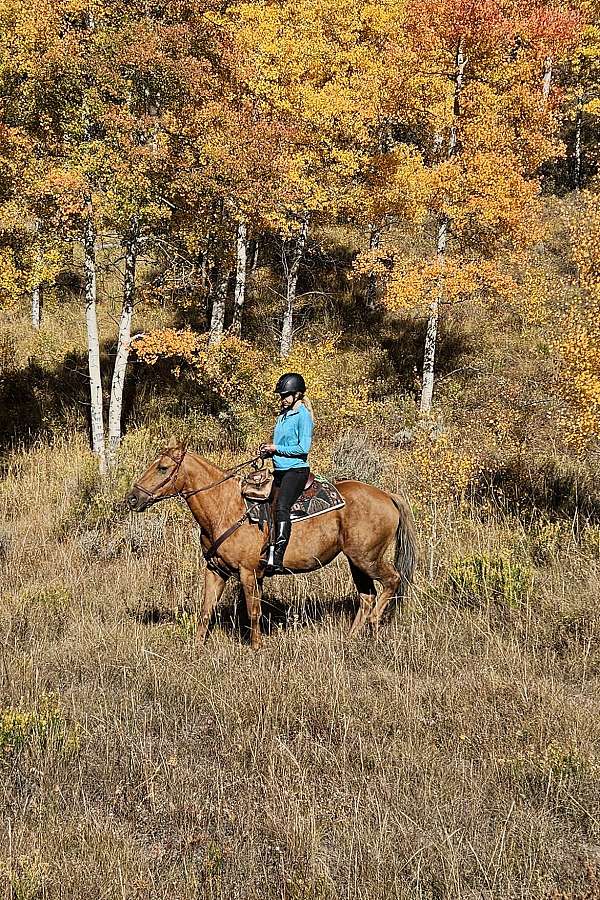 adults-palomino-horse
