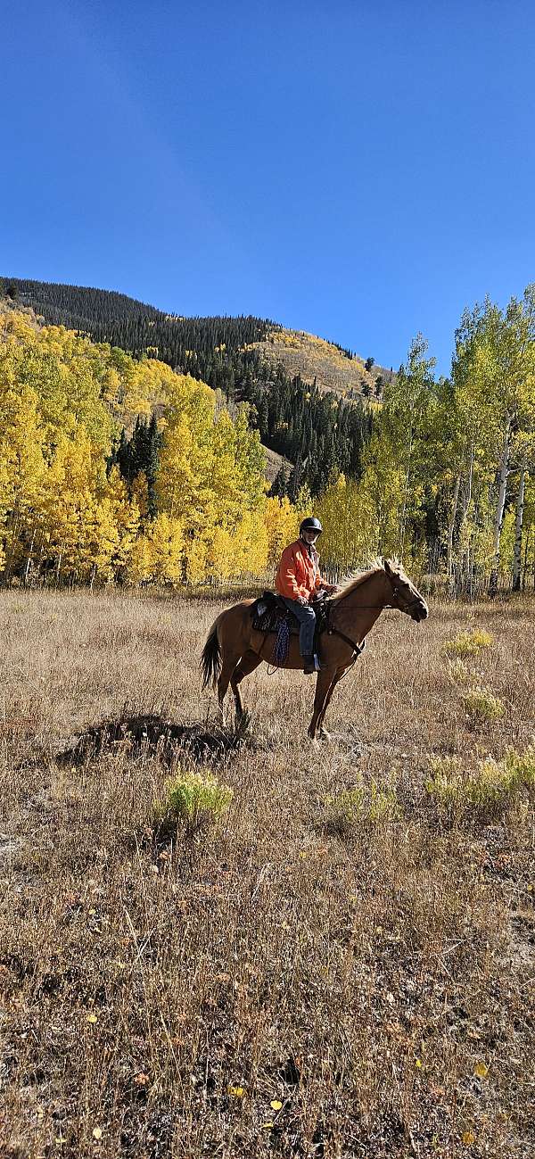 auction-palomino-horse