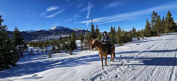 canters-palomino-horse