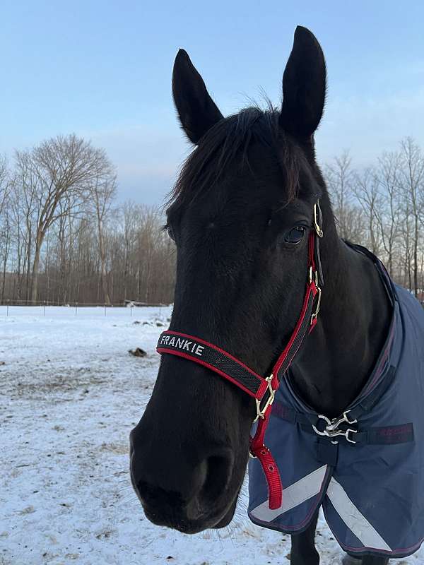 thoroughbred-gelding