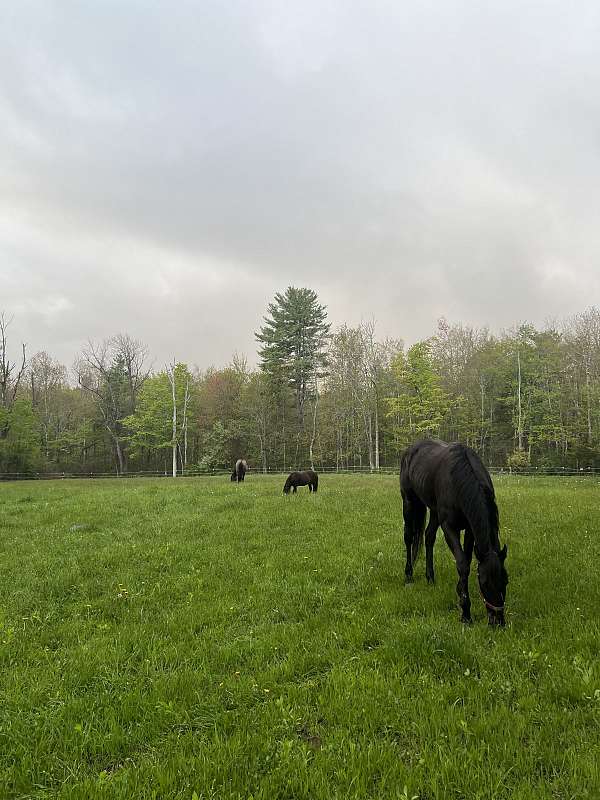 thoroughbred-horse-for-sale