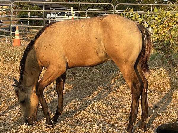 quarter-horse-colt