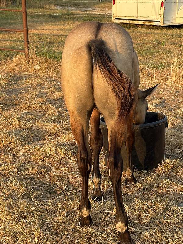 quarter-horse-for-sale