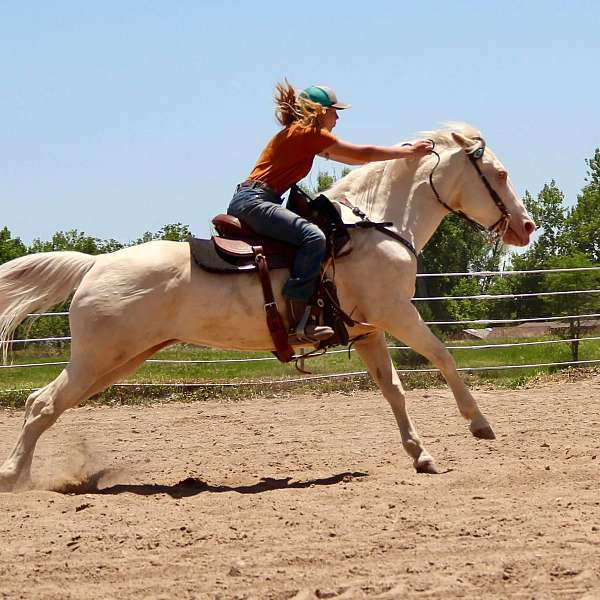 cremello-ridden-we-horse