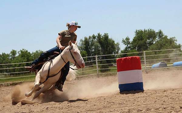 all-around-quarter-horse