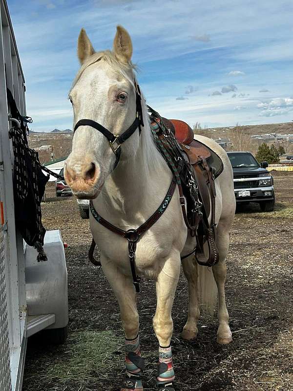 athletic-quarter-horse