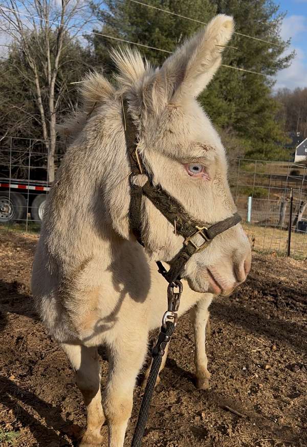 donkey