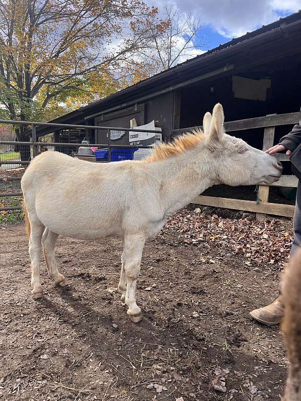 donkey-for-sale