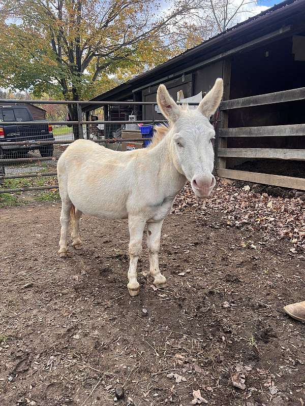 donkey-stallion
