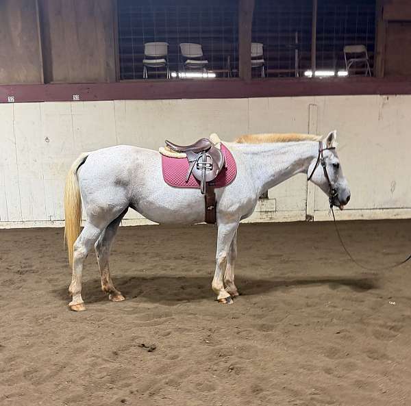 polo-appendix-pony