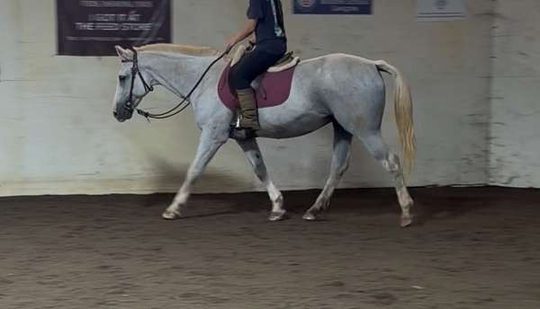 appendix-pony-for-sale