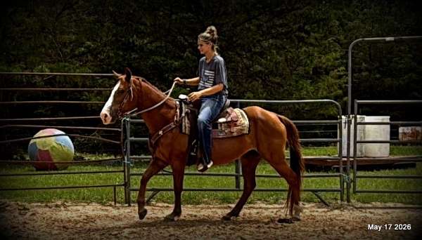 dependable-mare-quarter-horse