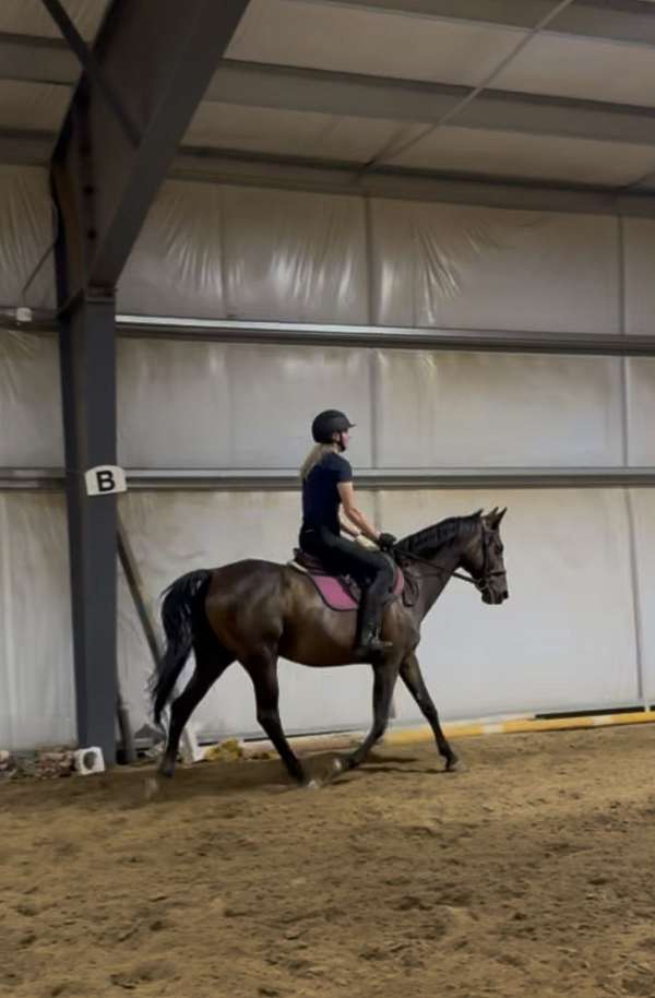 show-experience-colt-mare
