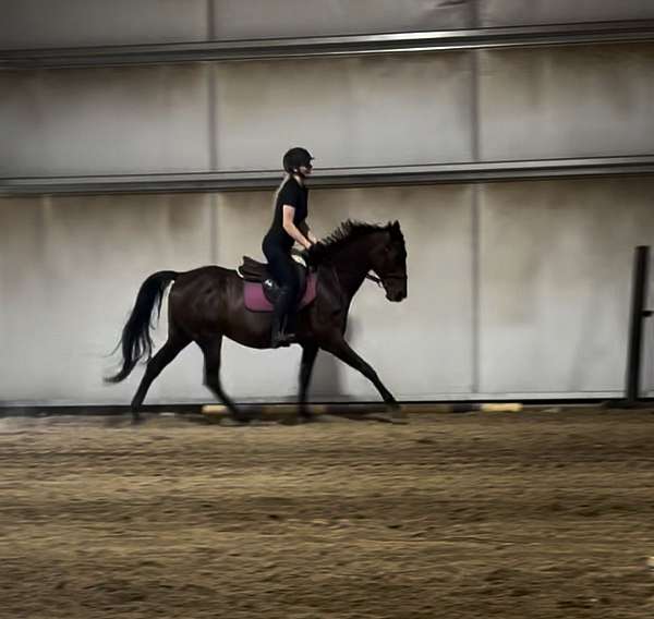 thoroughbred-mare