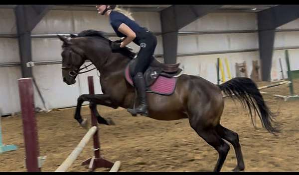 thoroughbred-horse-for-sale