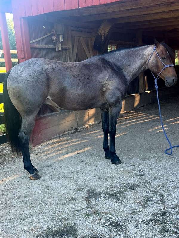 hind-white-foot-horse