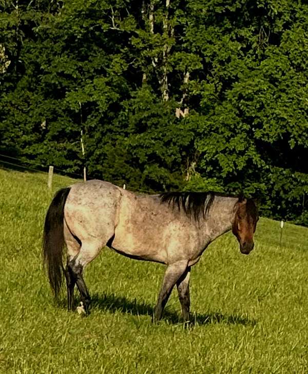 hind-white-foot