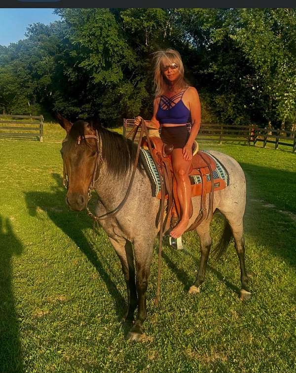 bay-roan-hind-white-foot-horse