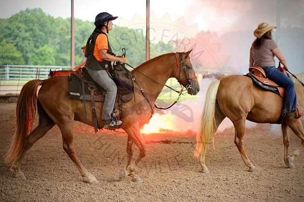 tennessee-walking-horse-for-sale