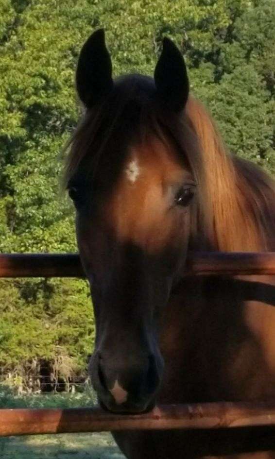 tennessee-walking-gelding