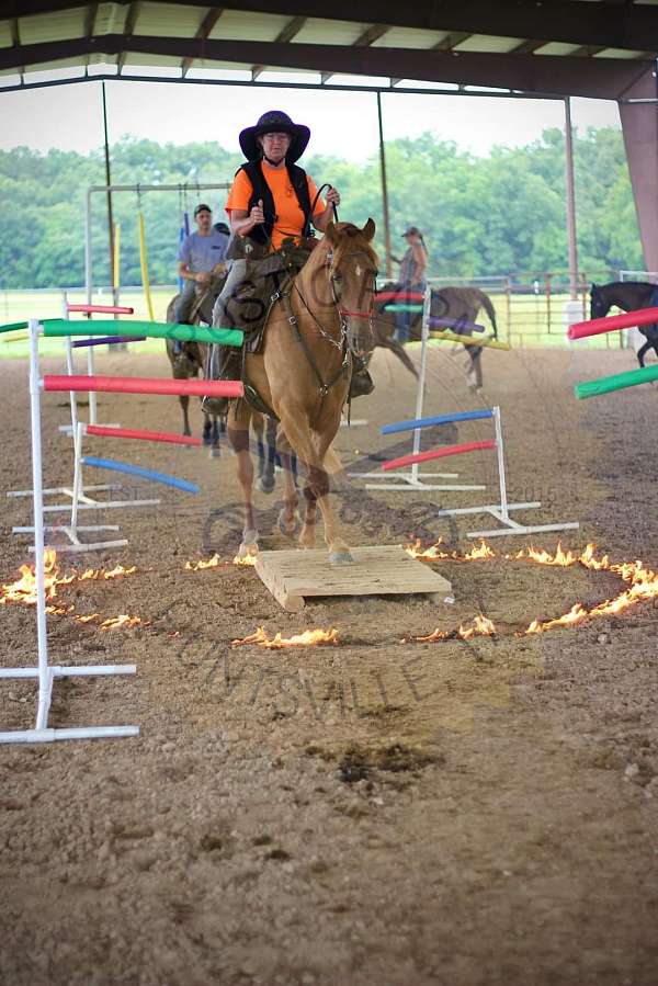 tennessee-walking-horse
