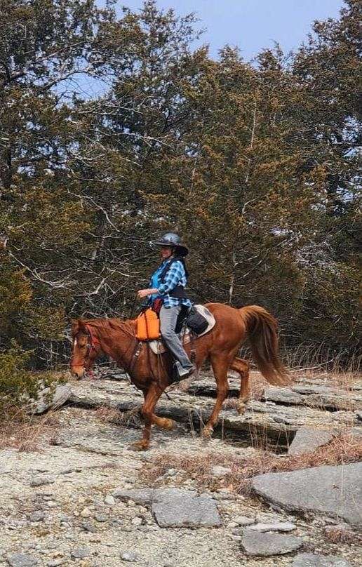 trail-riding-gelding