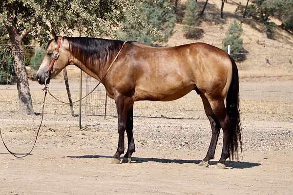 all-around-quarter-horse