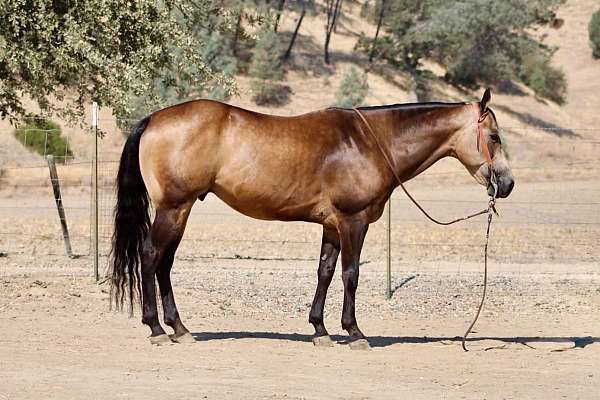 athletic-quarter-horse