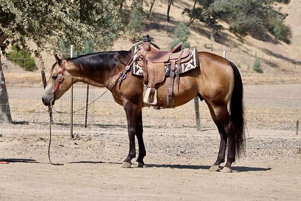 beginner-quarter-horse
