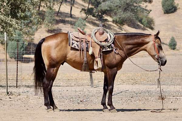 calf-roping-quarter-horse