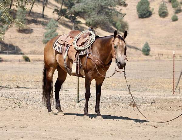 endurance-quarter-horse