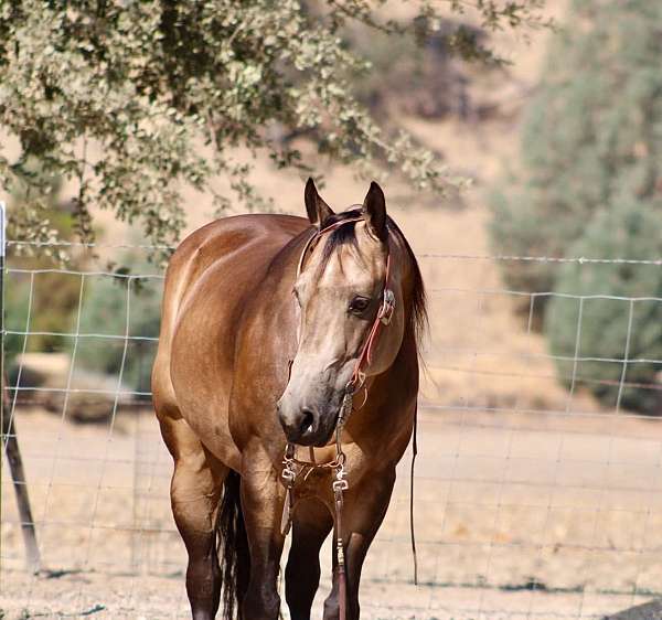 experienced-quarter-horse