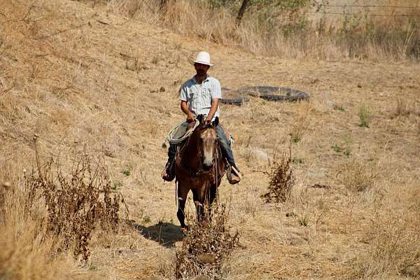 flashy-quarter-horse