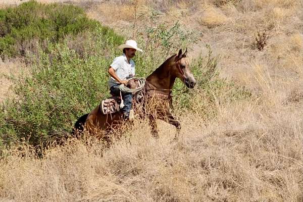pack-quarter-horse