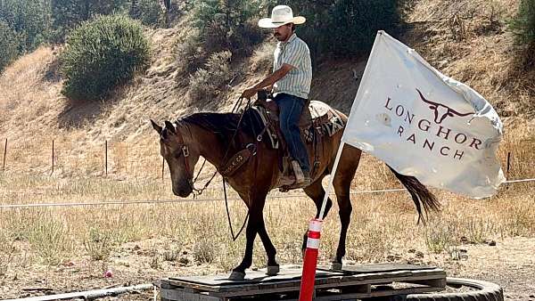 husband-safe-quarter-horse