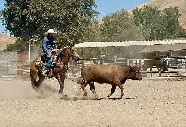 parade-quarter-horse