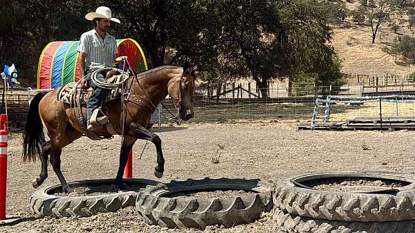 performance-quarter-horse